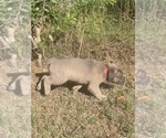 Small #1 Cane Corso