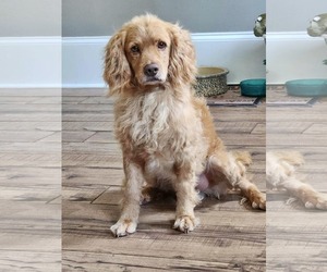 Golden Retriever-Spaniel Mix Dogs for adoption in Fultonham, NY, USA