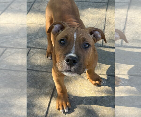 Medium Photo #2 Mutt Puppy For Sale in Fenton, MO, USA