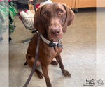 Small Photo #6 German Shorthaired Pointer-Unknown Mix Puppy For Sale in Washington, DC, USA