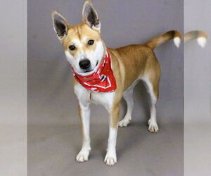 Mutt Dogs for adoption in Shelburne, VT, USA