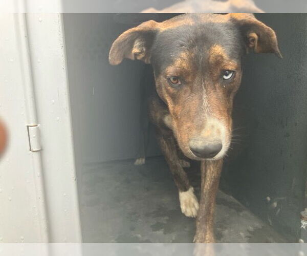 Medium Photo #1 Siberian Husky-Unknown Mix Puppy For Sale in Santa Maria, CA, USA