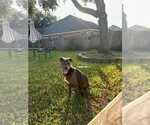 Small Photo #12 Labrador Retriever Puppy For Sale in Rosenberg, TX, USA