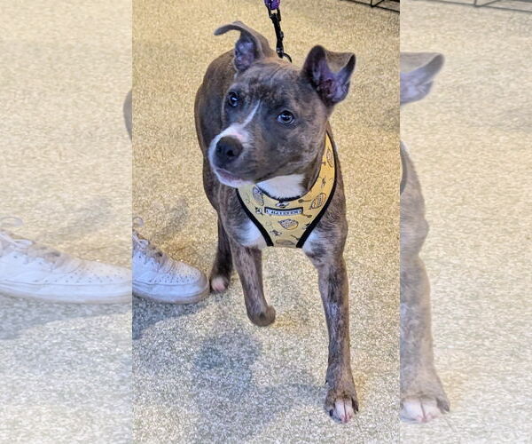 Medium Photo #4 Mutt Puppy For Sale in St. Louis Park, MN, USA