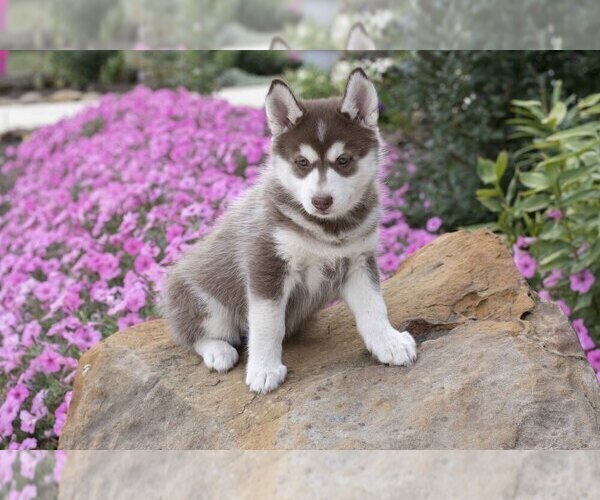 Medium Photo #7 Pomsky Puppy For Sale in FRESNO, OH, USA