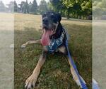 Small #1 Great Dane