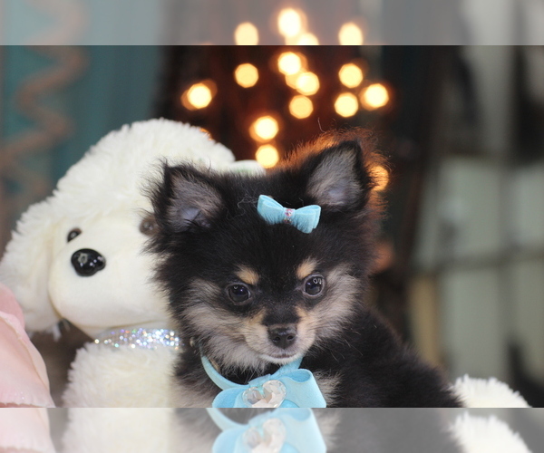 Medium Photo #15 Pomeranian Puppy For Sale in NAPLES, FL, USA