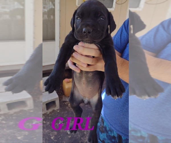 Medium Photo #13 Cane Corso Puppy For Sale in WEST PALM BCH, FL, USA