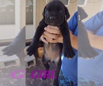 Small Photo #13 Cane Corso Puppy For Sale in WEST PALM BCH, FL, USA