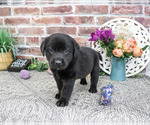 Small #2 Labrador Retriever