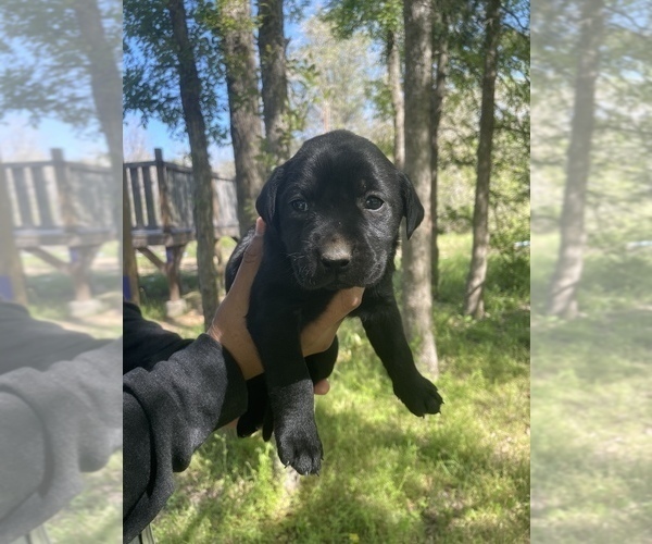 Medium Photo #2 Labrador Retriever Puppy For Sale in ELGIN, TX, USA