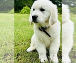 Small #7 English Cream Golden Retriever