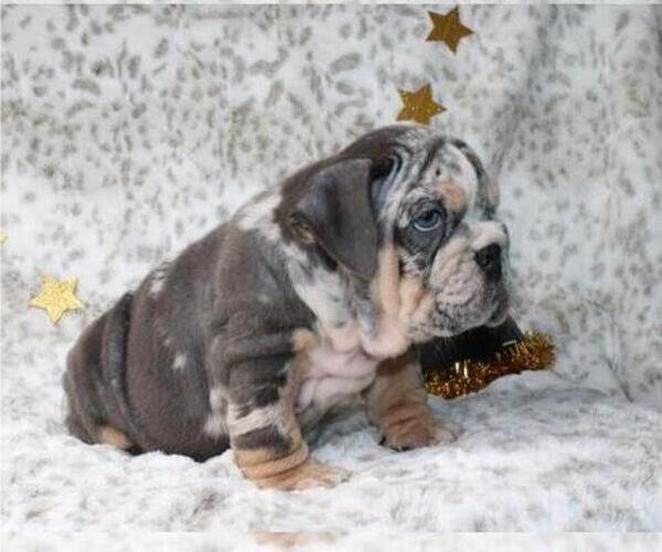 Medium Photo #4 English Bulldog Puppy For Sale in CHARLOTTE, NC, USA