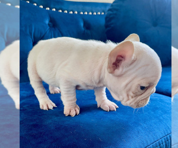Medium Photo #23 French Bulldog Puppy For Sale in ANDERSONVILLE, TN, USA