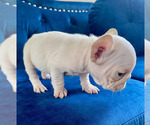 Small Photo #23 French Bulldog Puppy For Sale in ANDERSONVILLE, TN, USA