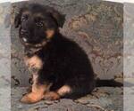 Small Photo #8 German Shepherd Dog Puppy For Sale in COLETA, IL, USA