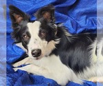 Small #1 Border Collie Mix