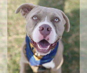 American Staffordshire Terrier-Unknown Mix Dogs for adoption in San Antonio, TX, USA