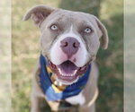 SMOKEY - Male American Staffordshire Terrier-Unknown Mix Dog for Adoption - Small photo