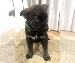 Mutt Dogs for adoption in Dana Point, CA, USA
