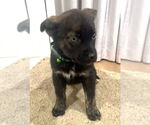 Small Mutt