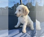 Small #1 Goldendoodle