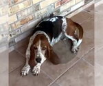 Small Basset Hound