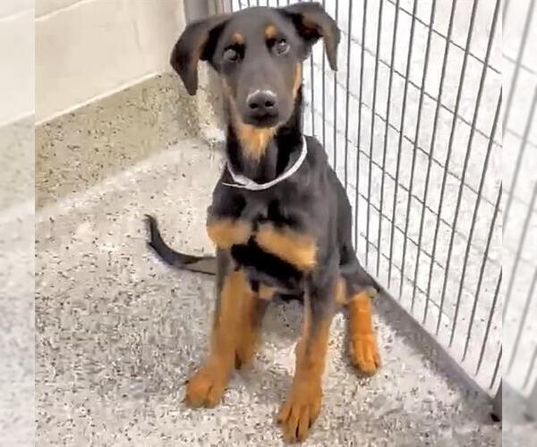 Medium Photo #2 German Shepherd Dog Puppy For Sale in Houston, TX, USA