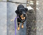 Small Photo #11 Rottweiler Puppy For Sale in Rockaway, NJ, USA