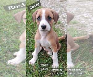 Golden Retriever-Plott Hound Mix Dogs for adoption in Springdale, PA, USA