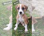 Small Golden Retriever-Plott Hound Mix