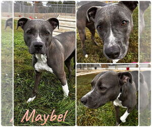 American Staffordshire Terrier Dogs for adoption in Pierceton , IN, USA