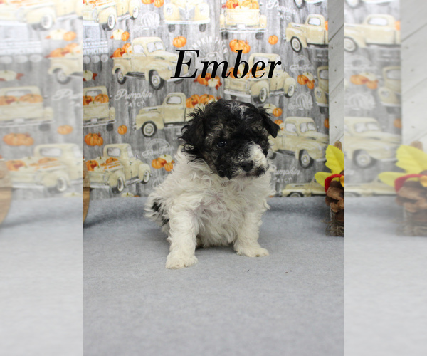 Medium Photo #10 Poodle (Toy) Puppy For Sale in CHANUTE, KS, USA