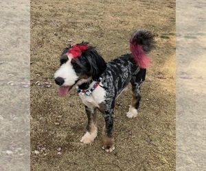 Father of the Bernedoodle puppies born on 10/26/2025