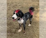 Small Photo #1 Bernedoodle Puppy For Sale in CLEVELAND, TN, USA