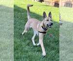 Small Carolina Dog Mix