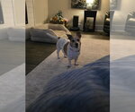 Small #1 Rat Terrier Mix