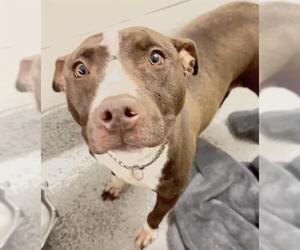 Mutt Dogs for adoption in Houston, TX, USA