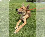 Small #2 Basenji-Carolina Dog Mix