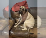 Small #1 Mastiff