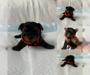 Yorkshire Terrier Puppy for sale in EXETER, CA, USA