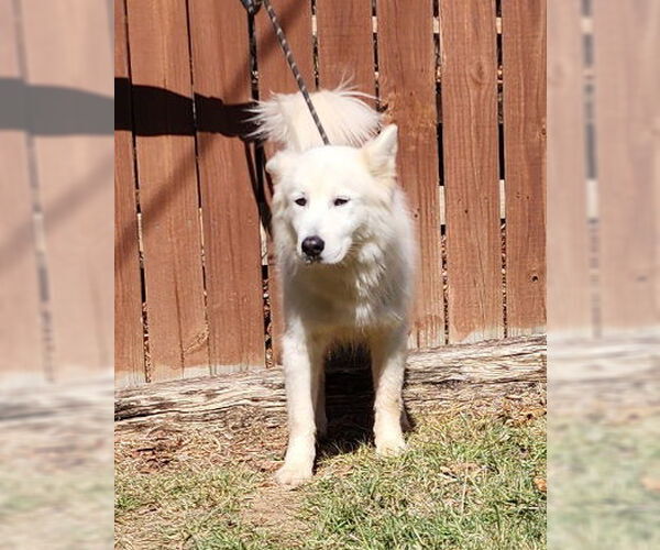 Medium Photo #2 Pyrenees Husky Puppy For Sale in Wetumpka, AL, USA