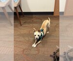 Small #2 Chihuahua