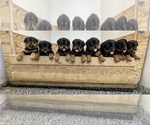 Small Photo #6 Rottweiler Puppy For Sale in YUCAIPA, CA, USA