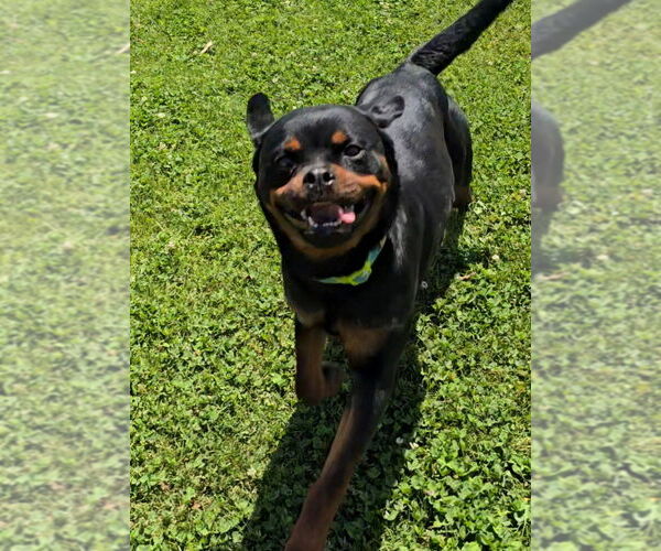 Medium Photo #3 Rottweiler Puppy For Sale in Gilbert, AZ, USA