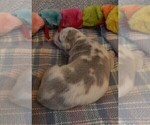 Small #9 Great Dane