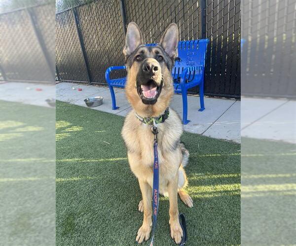 Medium Photo #5 German Shepherd Dog-Unknown Mix Puppy For Sale in Elk Grove, CA, USA