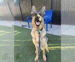 Small #4 German Shepherd Dog Mix