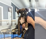 Puppy Ethan Red Boxer