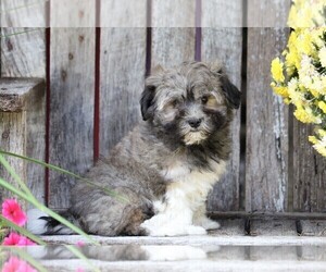 Havanese Puppy for sale in FREDERICKSBG, OH, USA